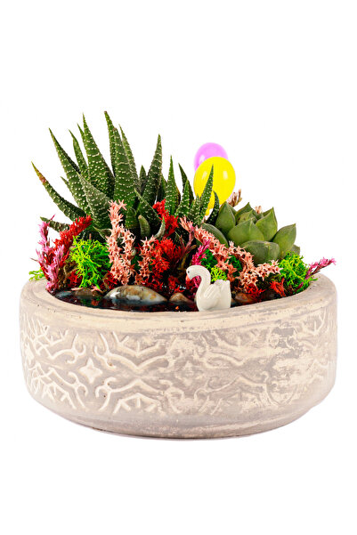 Beton Saksıda Haworthia ve Sukulent Teraryum