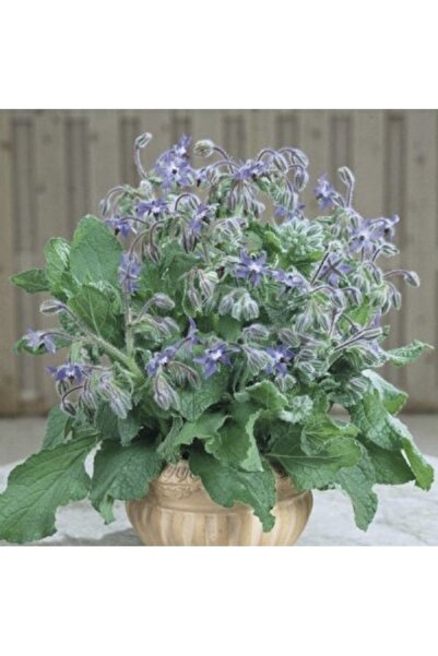 Köy Tohumları 50 Adet Tohum Nadir Bulunan Mavi Hodan Otu Çiçeği Tohumu Çok Yıllık Hodan Çiçek Tohum Hediye Tohum