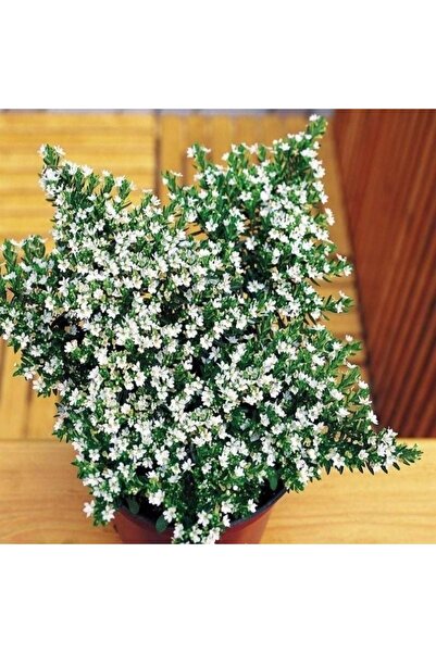 E-fidancim Soğuklara Dayanıklı Sarkan Sepetler İçin Multi Çiçekli Myrto White...