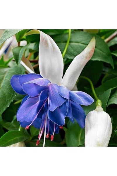 E-fidancim Koleksiyonluk Sınırlı Stok Katmerli Blue Angel Küpe Çiçeği Fidesi ...