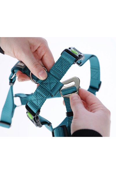 KERBL Anti-Escape Dog Collar Petrol Green 72 cm - 103 Cm, L