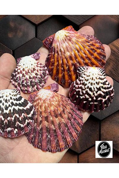 Flea Market Gerçek Deniz Kabuğu - COLORFULL PECTEN - ( 100 gr )