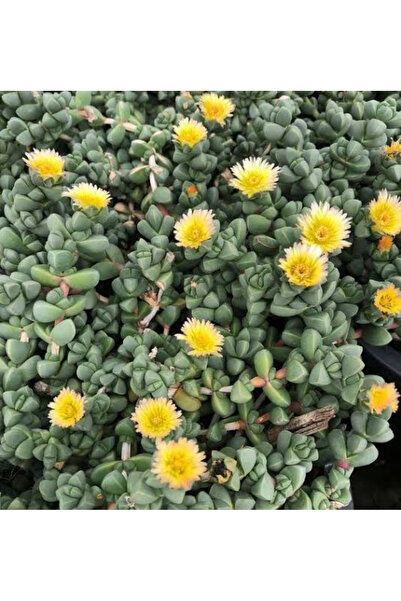 SukuLand Corpuscularia Lehmannii sarı çiçek açan özel tür sukulent 5,5cm saksıda