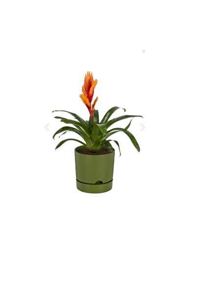 Bulutlife Begonya 5 Lt 21 cm Çap Saksı