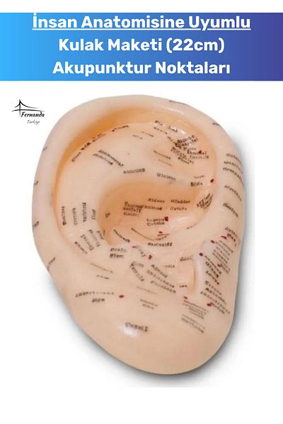 Fernanda 22cm Anatomical Ear Model, Good Quality with Acupuncture Points