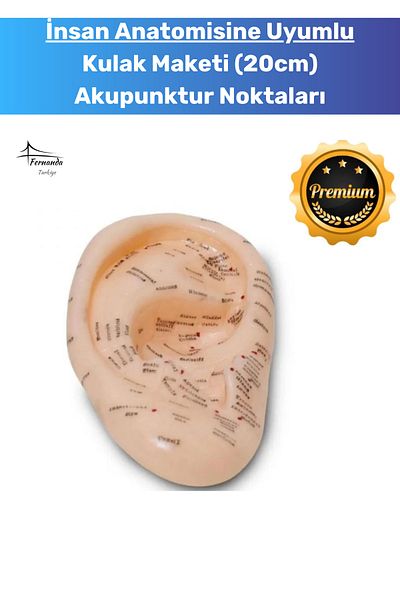 Fernanda 20cm Convenient Ear Model High Quality for Examination and Acupuncture