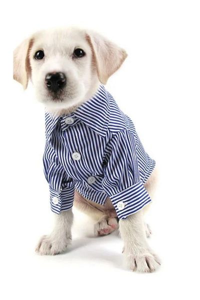 Hünkar Dog Polo Collar Shirt (Suitable for Small Breeds)