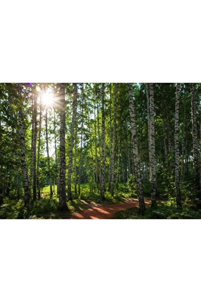 Zumzeria Tablou Canvas Lumina Soarelui Prin Ramurile De Mesteacan In Padure, 80x50cm