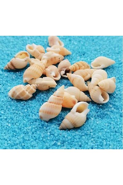 yiğit aksesuar 30 Pcs Hole Yellow Sea Shell Pendant Bracelet Lmitation