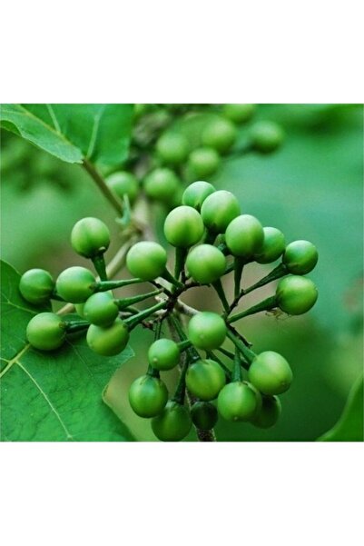 Köy Tohumları 50 Adet Tohum Nadir Organik Tropikal Mini Bezelye Patlıcanı Pat...