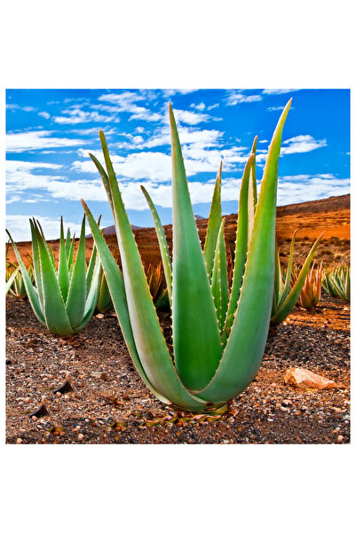 Forever Living Light Ultra Vanilla X2