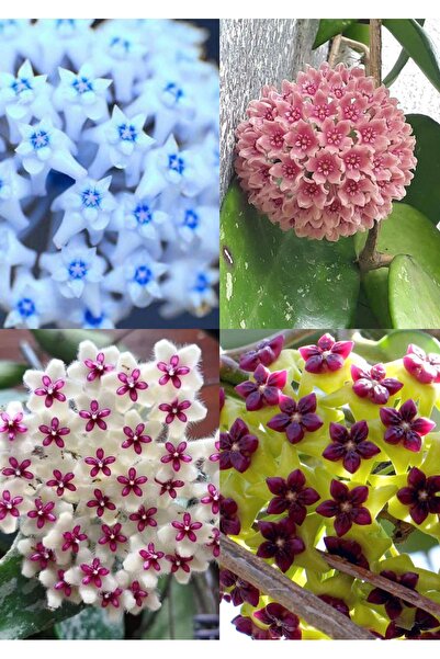 Yades 4 renk mum çiçeği (mavi-beyaz, bordo-sarı, pembe, kırmızı-beyaz