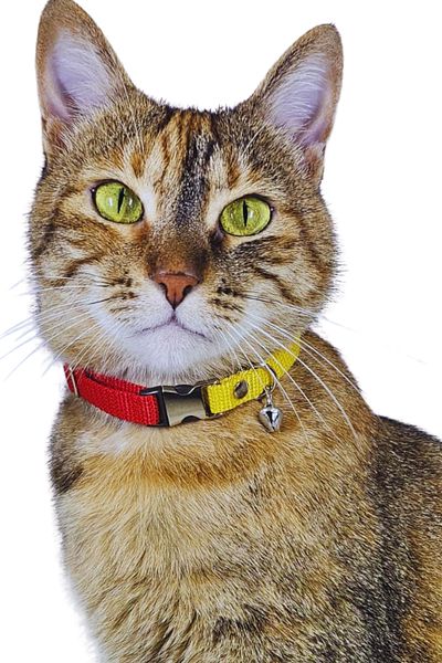 Pompiti Yellow Red Adjustable Cat Collar with Bell |   Stylish Neck Collar with Fan Color