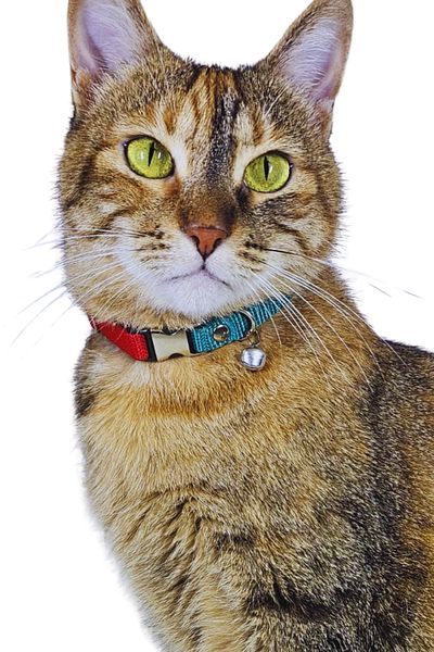 Pompiti Red-Turquoise Adjustable Cat Collar with Bell |   Stylish Neck Collar with Fan Color