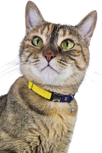 Pompiti Yellow Navy Blue Adjustable Cat Collar with Bell |   Stylish Neck Collar with Fan Color