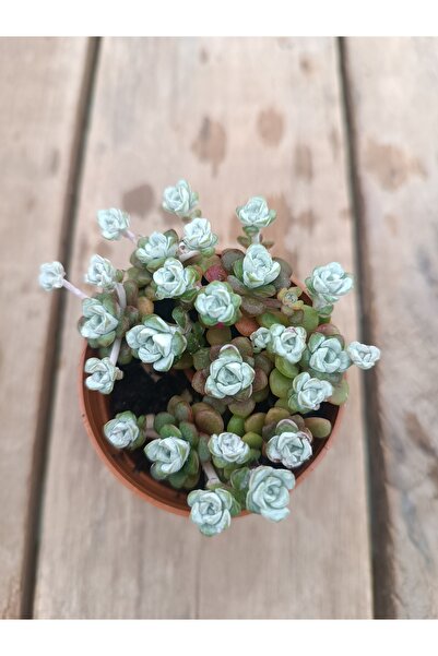 PLANTİS BOTANİK Sedum Spathulifolium 5,5 cm saksılı sukulent