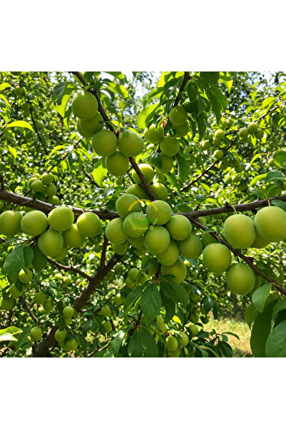 FİDAN SEPETİM 3 Yaş Aşılı Papaz Erik Fidanı