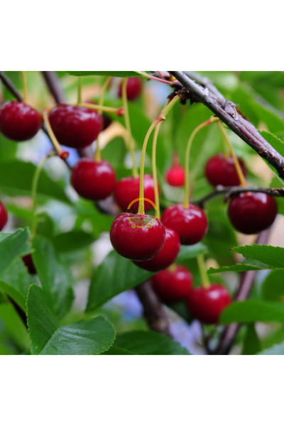 FİDAN SEPETİM 3 Yaş Kütahya Vişne Fidanı *Yarı Bodur*
