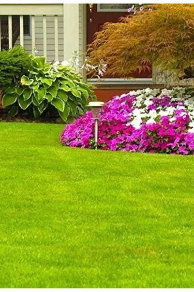 3M Trend Store 7li Karışım Çim Tohumu 1 Kg