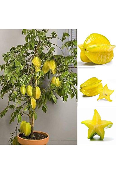 Köy Tohumları 1 Adet Tohum Organik Star Fruit Yıldız Meyve Ağaç Tohumu Sürpri...