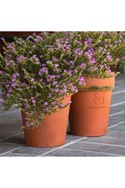 E-fidancim Soğuklara Dayanıklı Sarkan Sepetler İçin Multi Çiçekli Myrto Purpl...