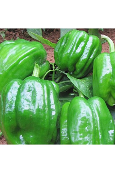 Bakkal Hasan Biber Tohumu Acı Antep Dolmalık 5 gr 4 adet