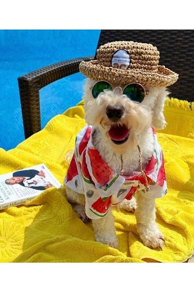 Luli Pet Watermelon Patterned Dog Shirt