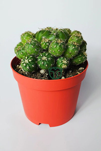 Toptan Kaktüs Bol yavrulu kaktüs Matucana Polzii kırmızı açan kaktüs 8.5 cm kır