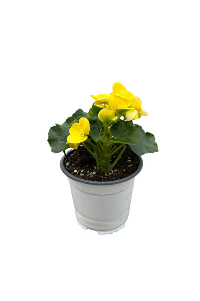 Betonish Begonia Elatior 'Yellow' (Katmerli Begonya)