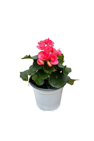 Betonish Begonia Elatior 'Pink' (Katmerli Begonya)