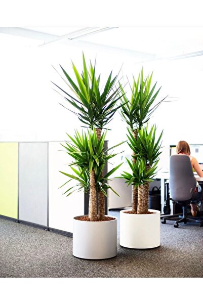 NADİR KAKTÜS Yuka Üç Kollu Yucca Bitkisi Yukka Ağacı 130-150 Cm