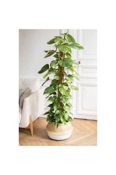NADİR KAKTÜS Pathos Sarmaşığı Yosun Gövdeli Dev Boy Pothos Salon Sarmaşığı Uzun 130 - 150 Cm
