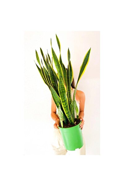 NADİR KAKTÜS Sansevieria Kılıç Çiçeği Paşa Kılıcı 70-80 Cm