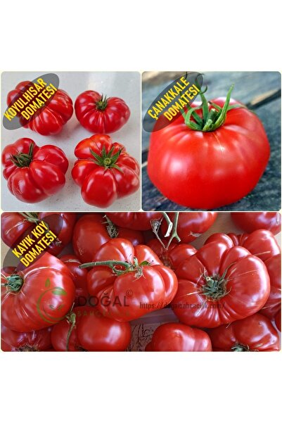 Doğanlı "Domates tohumu seti 6 çeşit 150 Adet | Yerel & Sürdürülebilir Tohum”