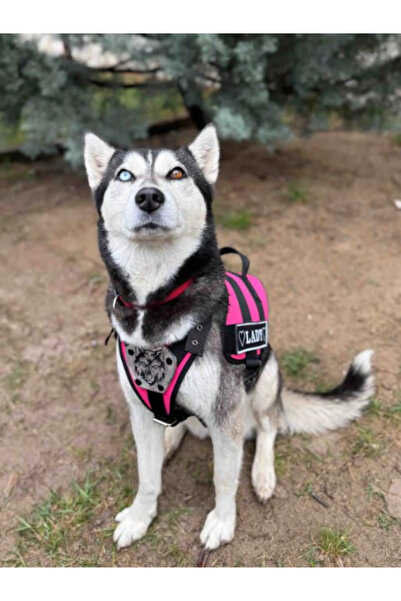 MgTasma Kişiye Özel, Isimli K9 Köpek Tasması, Göğüs Ve Sırt Tasması Seti Renkli