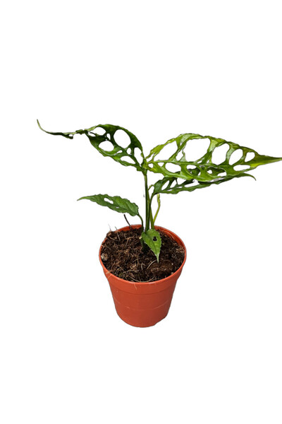 Betonish Monstera Obliqua (DEVE TABANI)