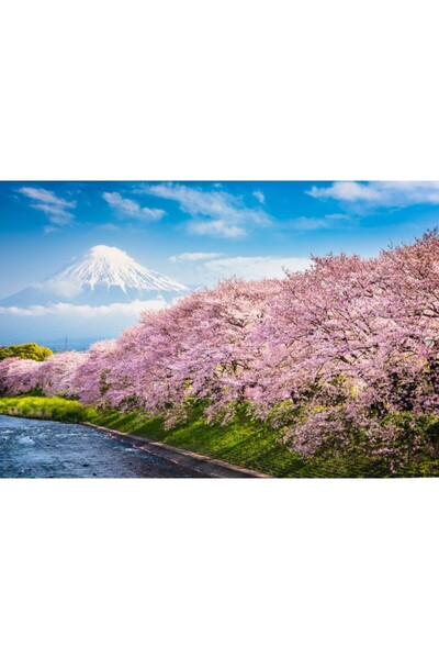 Zumzeria Tablou Canvas Frumos Bogați Flori De Cireș La Poalele Munților, 80x50cm