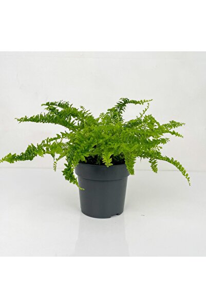 Mimoza Aşk Merdiveni Nephrolepis Fidanı Fidesi 20-40 cm