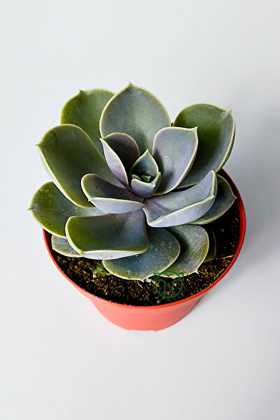 Toptan Kaktüs Echeveria Pollux rozet sukulent özel tür 8.5 kırmızı saksıda