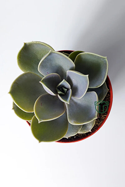 Toptan Kaktüs Echeveria Pollux rozet sukulent özel tür 8.5 kırmızı saksıda