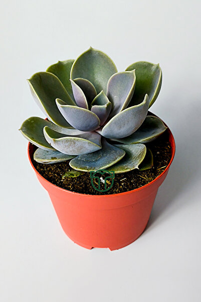 Toptan Kaktüs Echeveria Pollux rozet sukulent özel tür 8.5 kırmızı saksıda