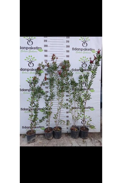 fidanpaketim Fırça Çalısı fidanı Callistemon citrinus Splendens Büyük Boy