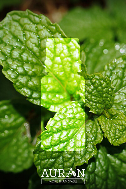 AURAN Nane Esansiyel Uçucu Koku Yağı Difüzör Esansı Buhurdanlık Yağı Aromaterapi Yağı 10ml