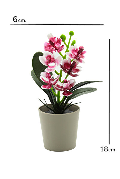 Ayshe Home Concept Dekoratif Orkide Mini Çiçek Saksılı Çiçek Süs Ev Dekorasyon Bordo-Mavi-Pembe