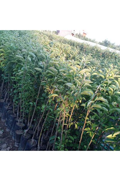 ŞANGULOĞLU Aşılı Golden Gala Elma Fidanı Tüplü 1 Yaş