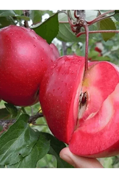 Doğan Fidancılık Kırmızı Elma 2 Yaşında Tüplü Fidan