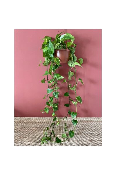NADİR KAKTÜS Askılı Pathos Pothos Salon Sarmaşığı