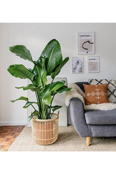 NADİR KAKTÜS Çok Köklü Starliçe Bitkisi 90-120 Cm Starliçe Strelitzia Cennet ...
