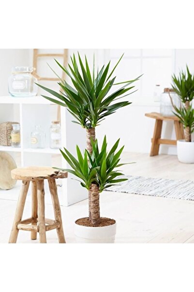 NADİR KAKTÜS Ikili Yuka İki Kollu Yucca Bitkisi Yukka Ağacı 80-100 Cm