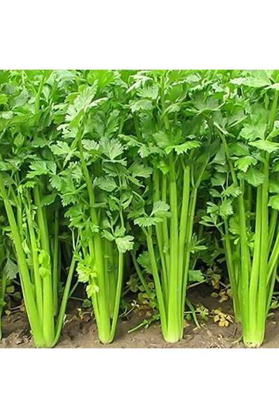 Heysii seminte de telina, 3000 de seminte, 20 g